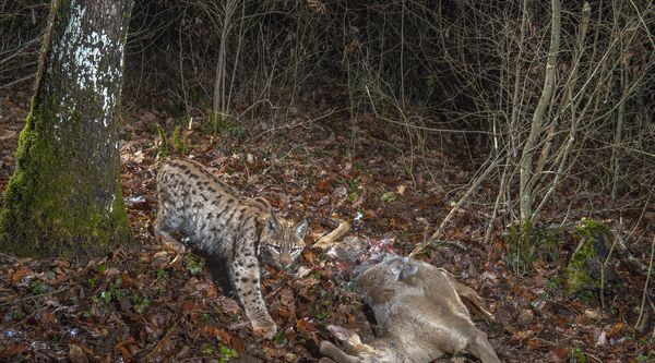 13. 欧洲猞猁