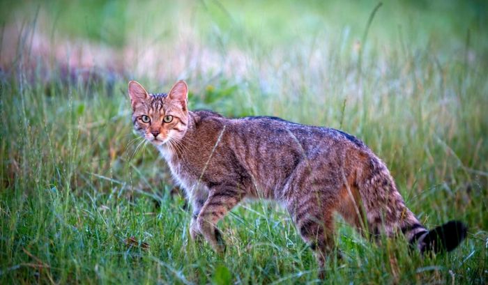 7. 欧洲野猫美洲虎猫被列为濒危物种,可见于整个南美和中美洲地区.