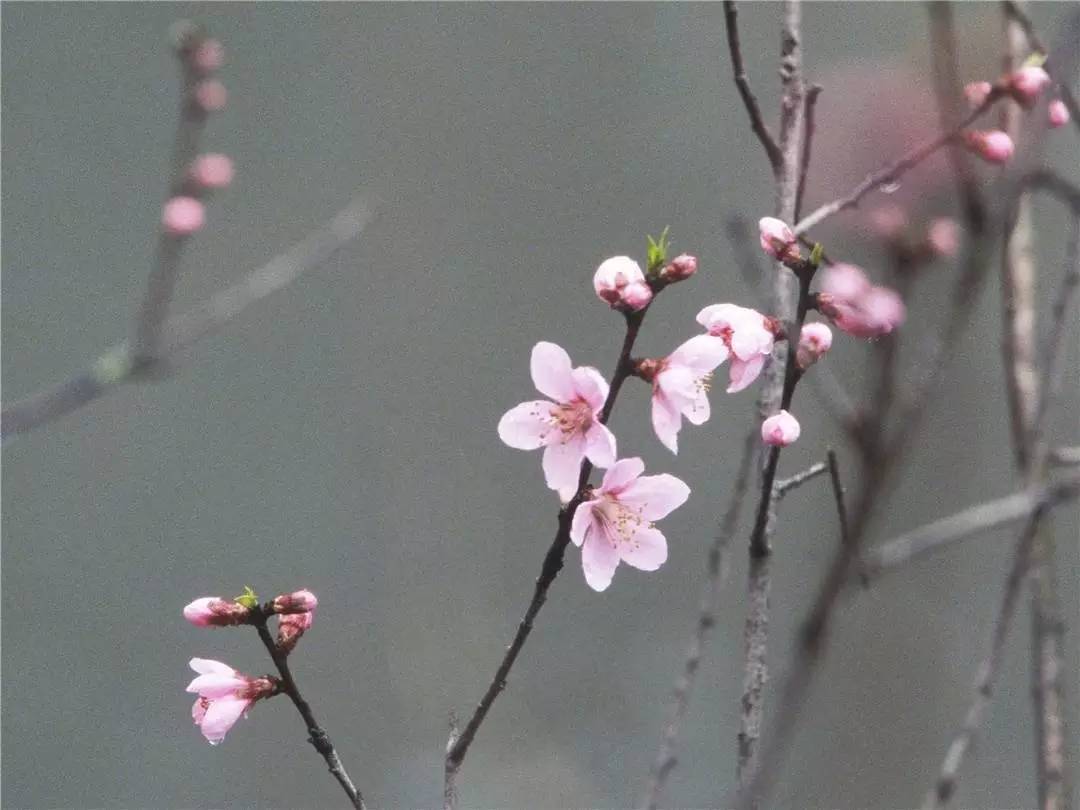 何为启蛰这样旖旎的日子想必你也是如此开心的吧