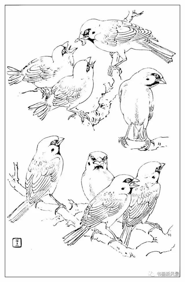 大师孙其峰《百鸟白描画谱》300幅!极品收藏!