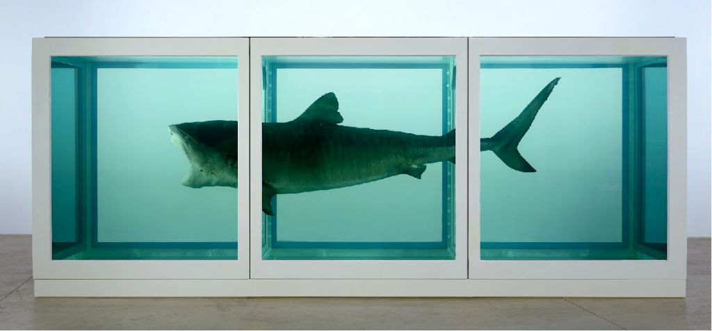 福尔马林鲨鱼图片