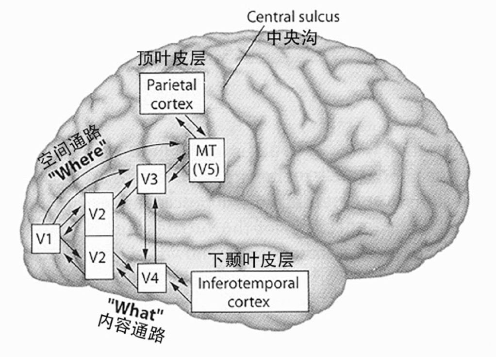 视觉通路简化图,图片由华沙博士提供