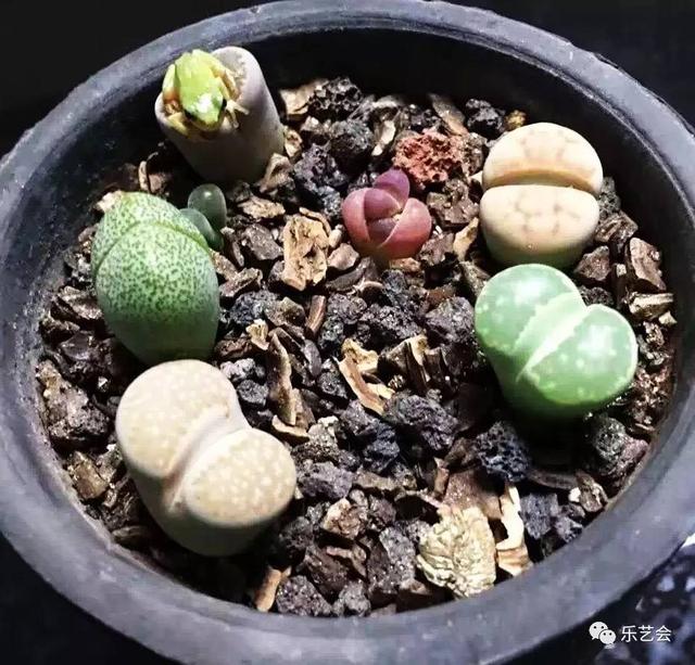 潘安大讲堂:扎嘴、官模子蝈蝈葫芦